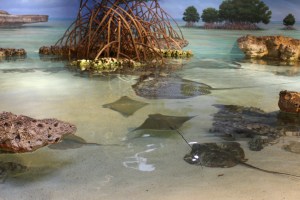 Patting the Sting Rays! Maybe next time Dermie Squirmie!